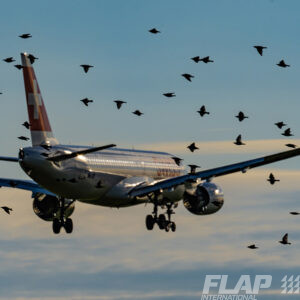BIRDSTRIKE