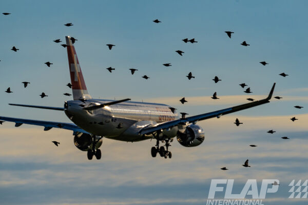 BIRDSTRIKE